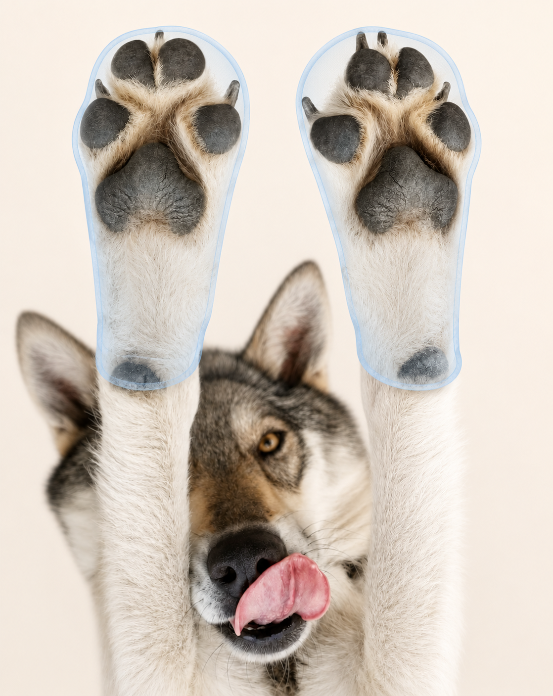 Close-up of healthy dog paw pads