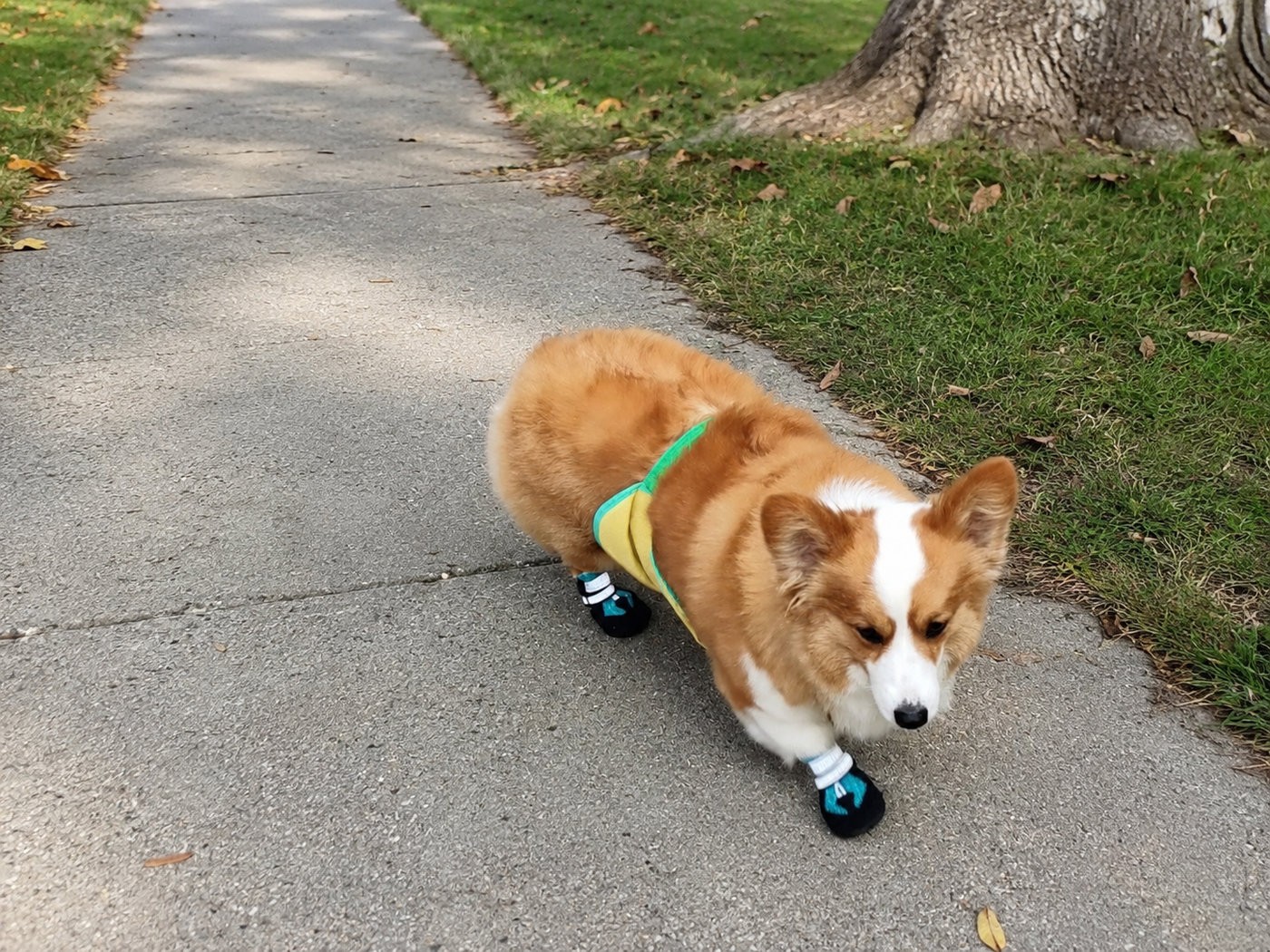 Practical protection for neighborhood walks, outdoor routines, and everyday adventures.