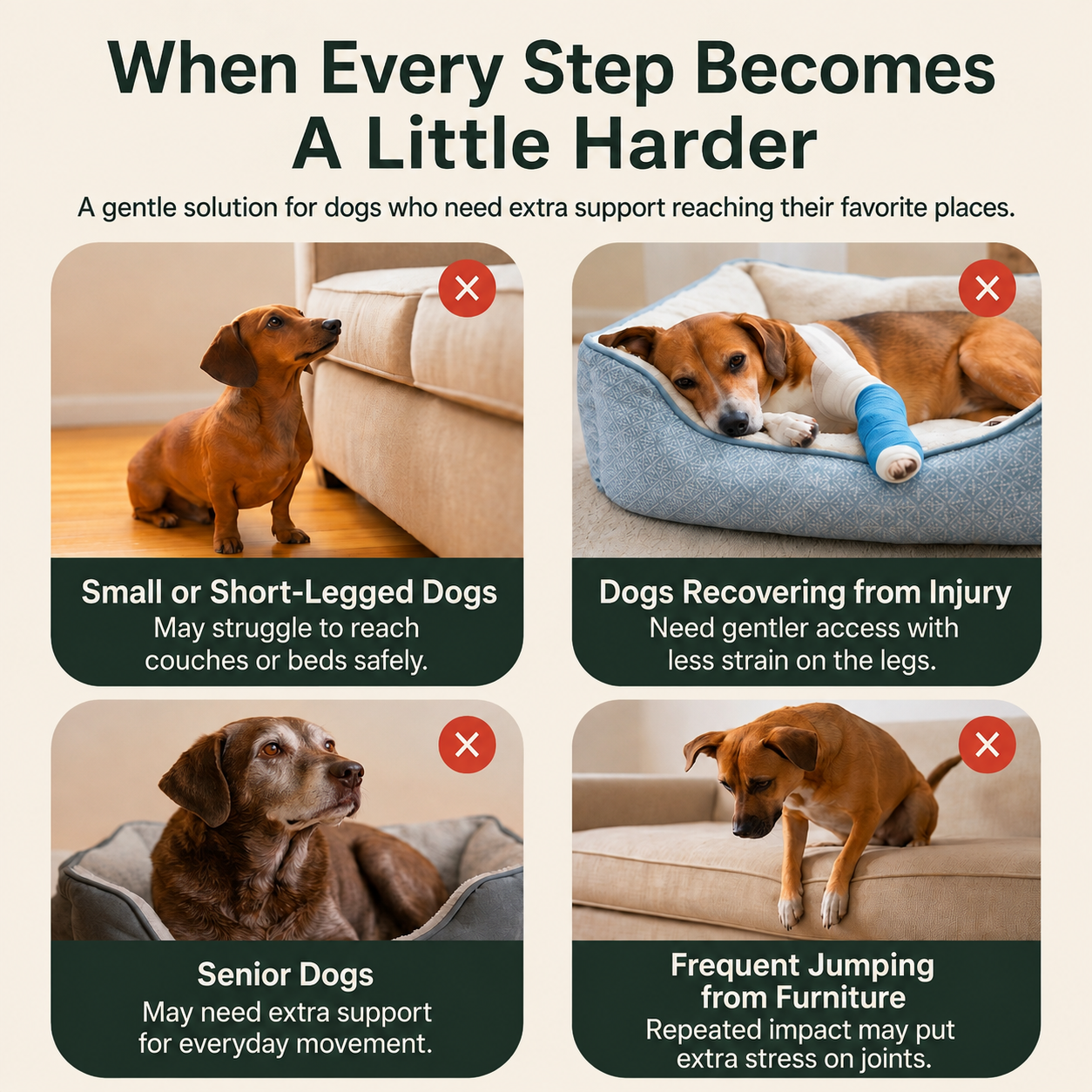 Jade Paw CompanionStep™