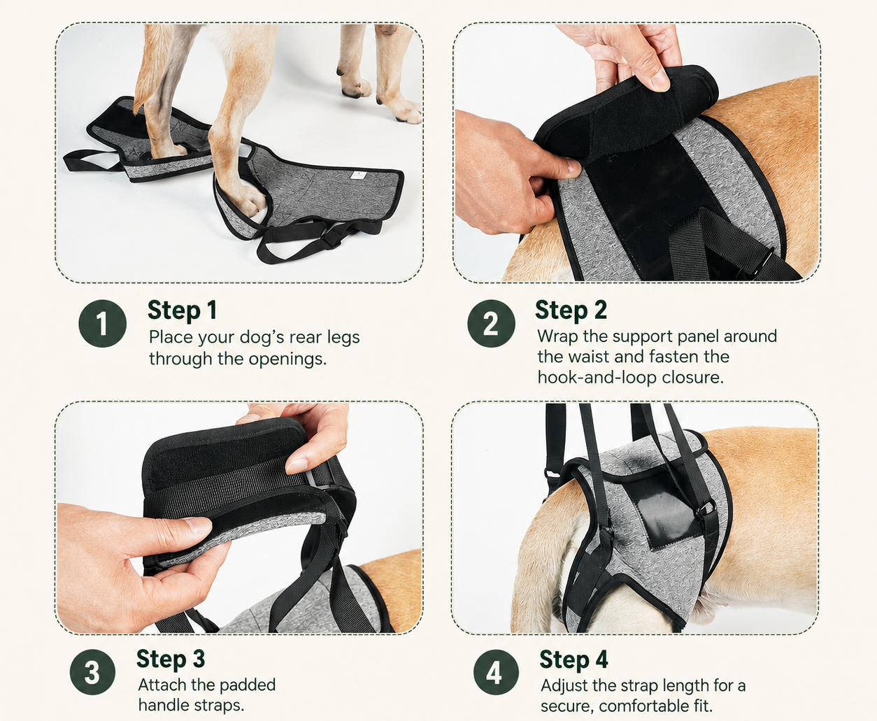 Dog using grip socks for everyday movement