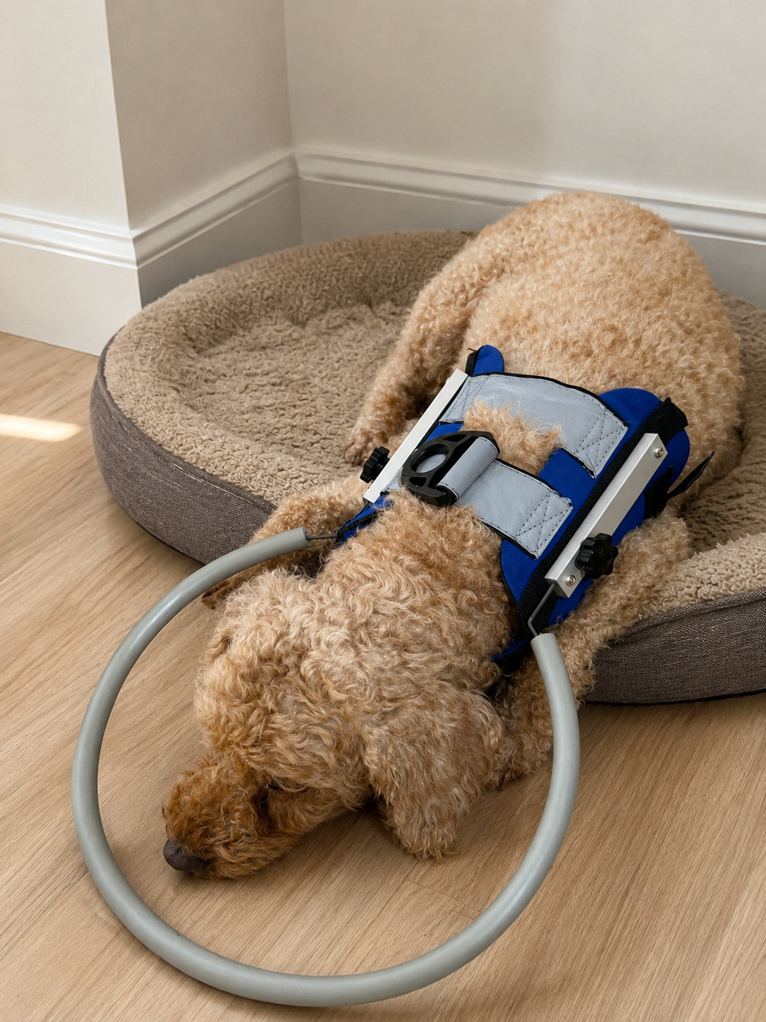 Comfortable everyday wear that allows dogs to rest and settle while staying protected.