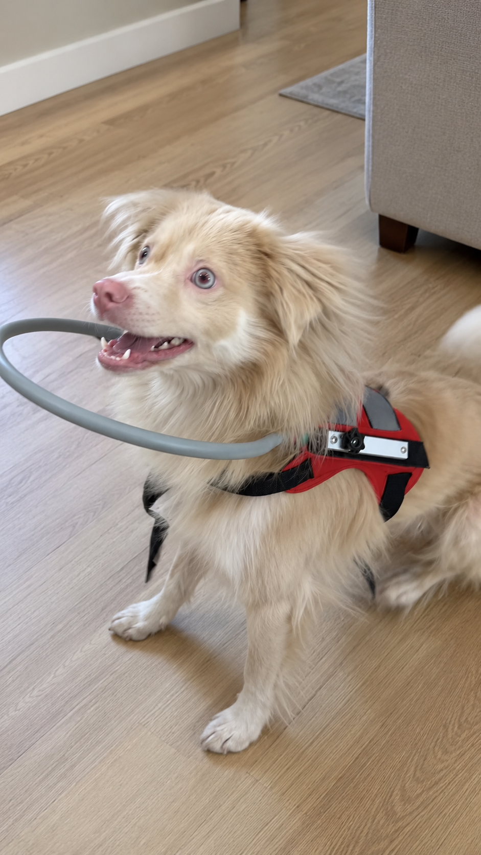 A lightweight protective buffer designed to move naturally with your dog around the home.