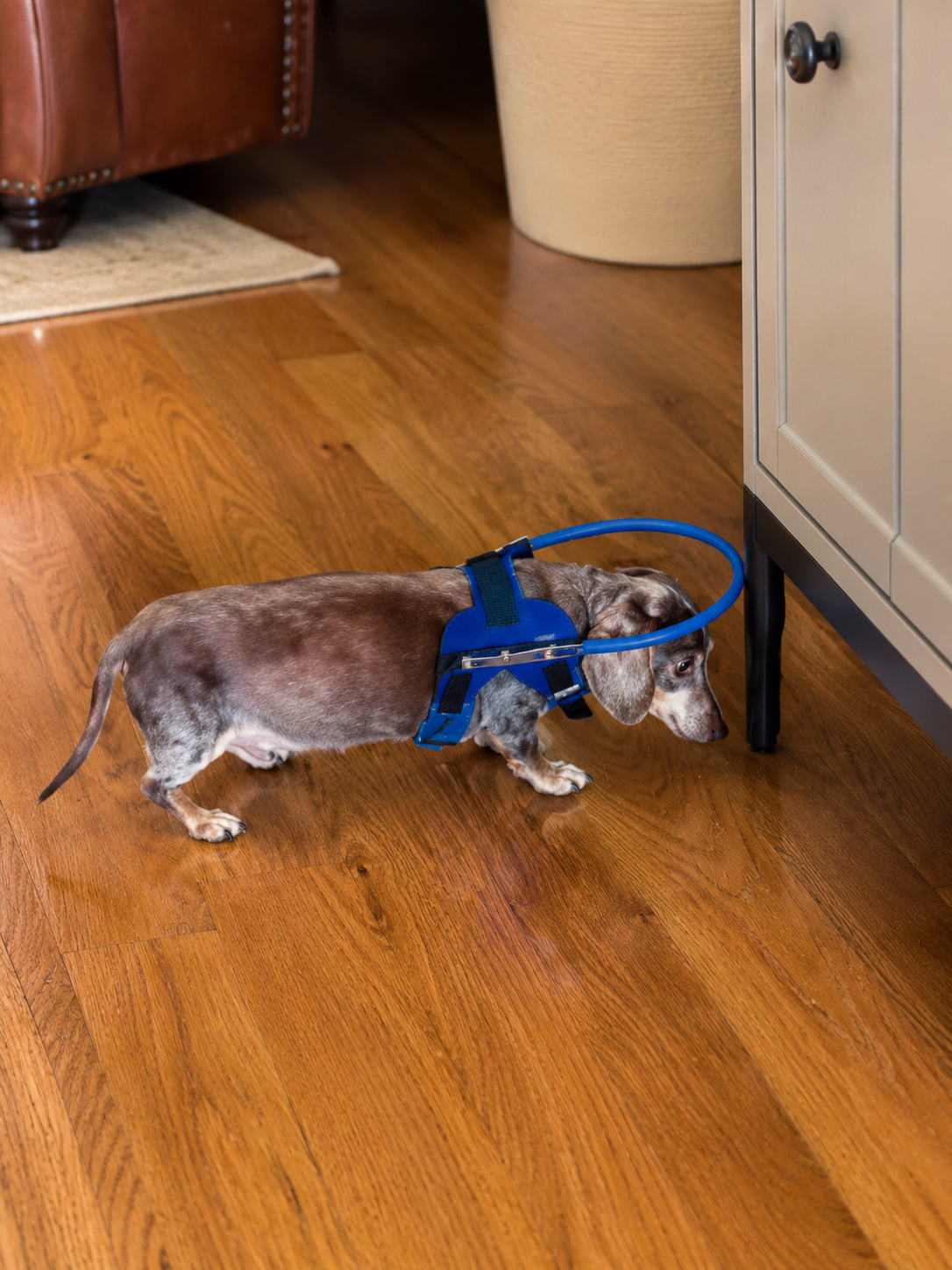 Helps create a little extra space between your dog and furniture, walls, and everyday obstacles.