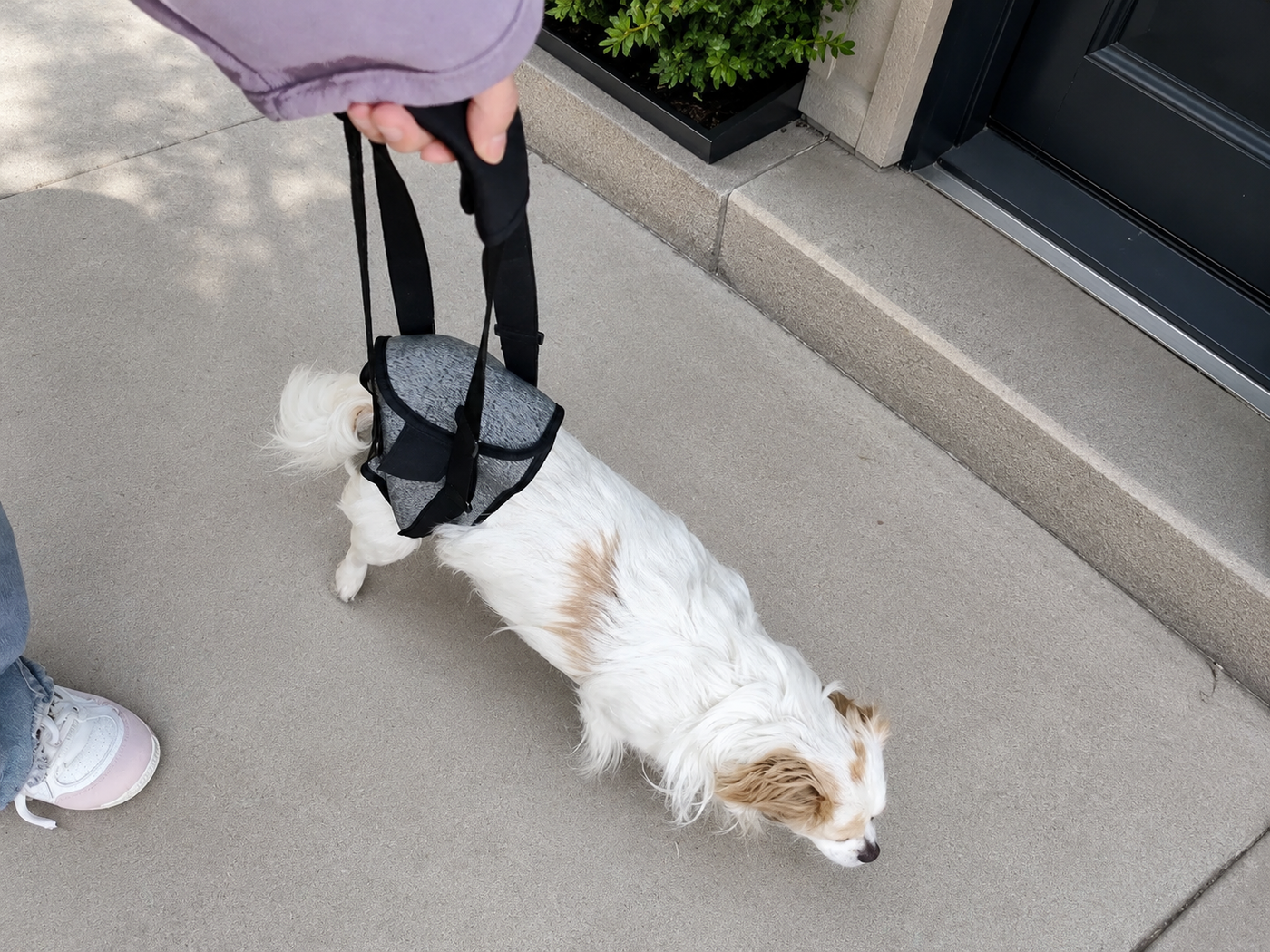 Gentle rear-body support for smaller dogs that could use a little extra help through everyday movement.