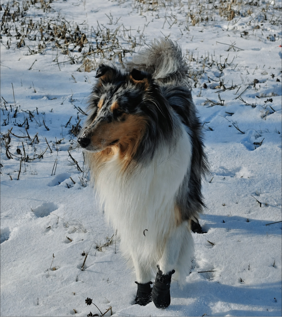 Dog wearing Jade Paw Outdoor Grip Socks on an everyday walk
