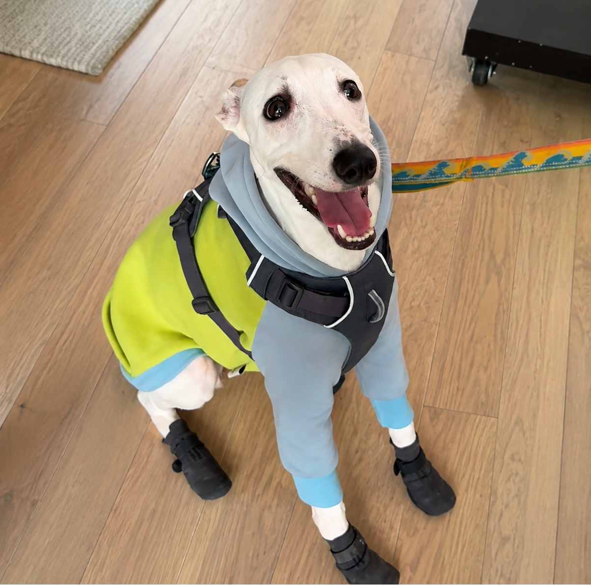 Outdoor Grip Socks supporting a dog on outdoor surfaces