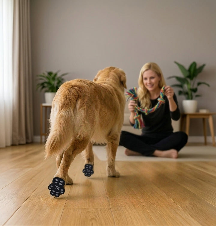 Dog wearing paw grip pads for steadier indoor steps