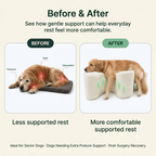 Jade Paw Comfort Support Cushion