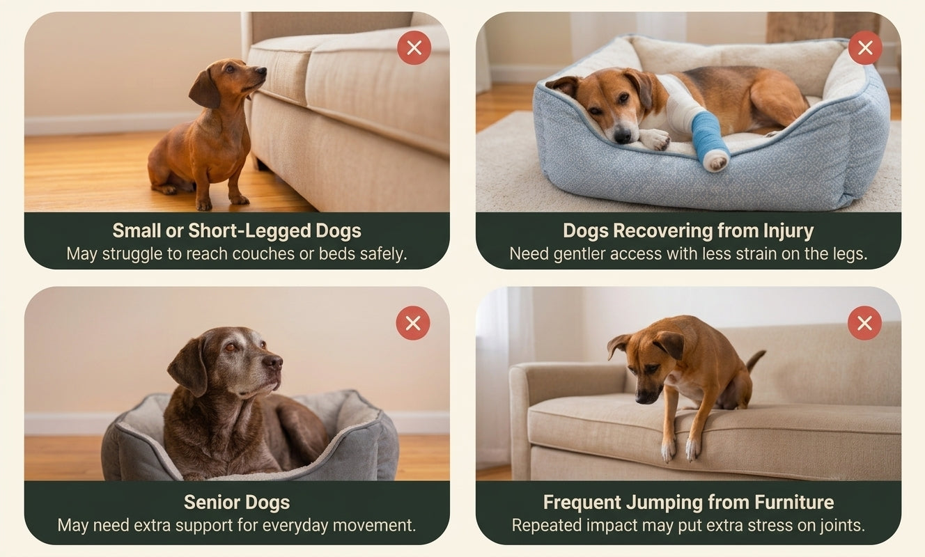 Dog using grip socks for everyday movement